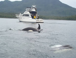 Orcas have no fear of boats.